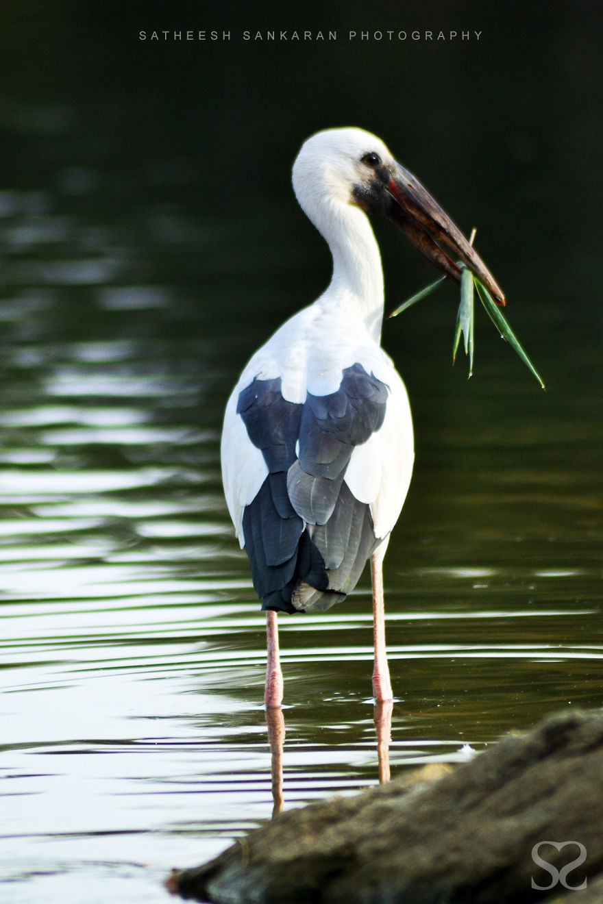 Asian Openbill Or Asian Openbill Stork (Anastomus Oscitans)