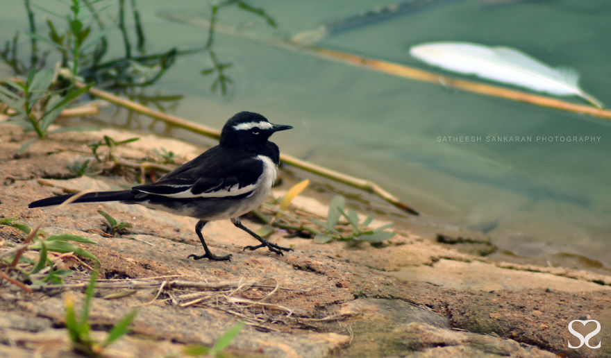 White Browed Wagtail