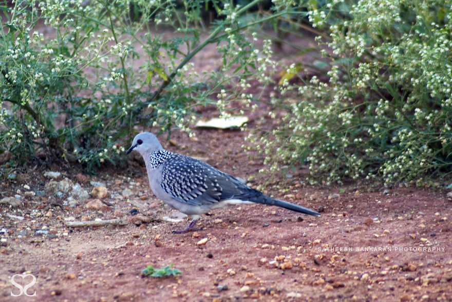 Spotted Dove