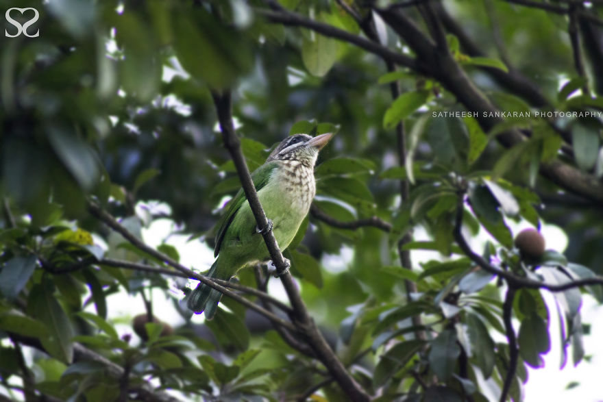 White-cheeked Barbet