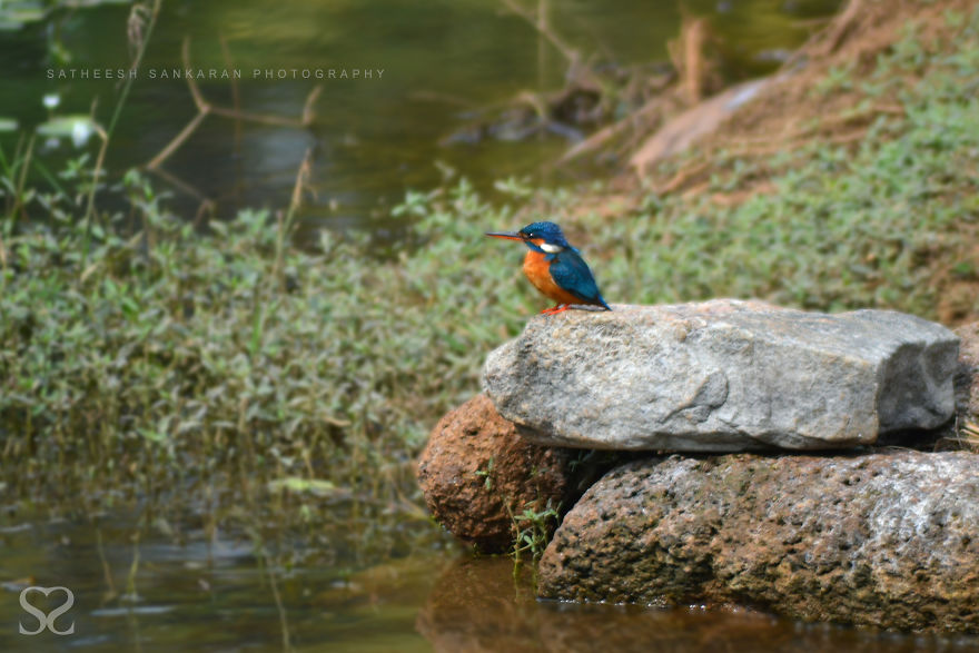 Kingfisher