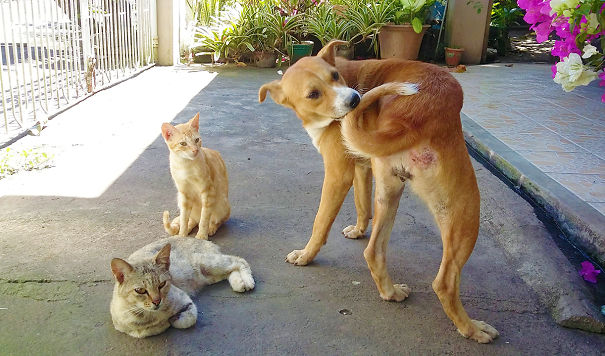 Hey, Wait My Tail's Itchy...