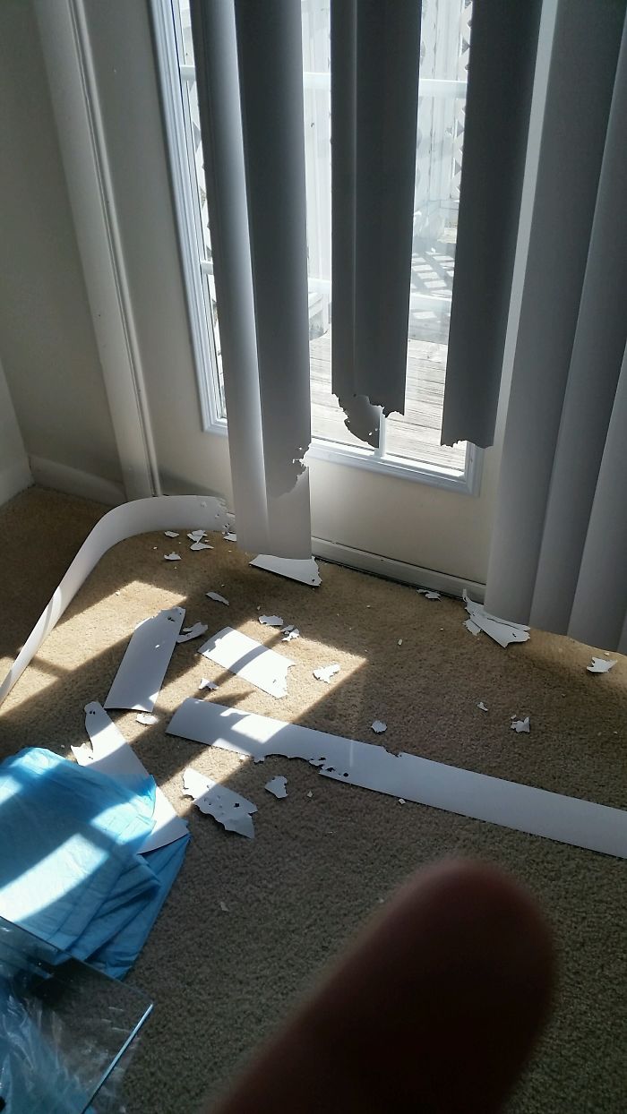 Left For 20 Minutes And Didn't Open The Blinds So He Could Watch For Me... Asshole