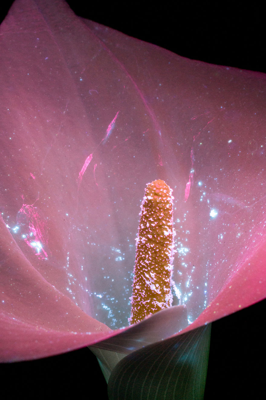 I Make Flowers Glow To Photograph Their Invisible Light