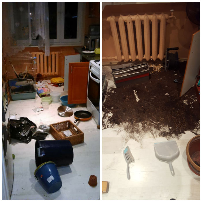 My Ferret Loves To Suprise Me.