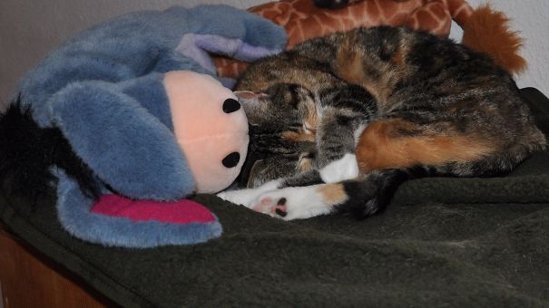 Cosima And Her Donkey (especially Cuddly Because It Is Actually A Hot Water Bottle)