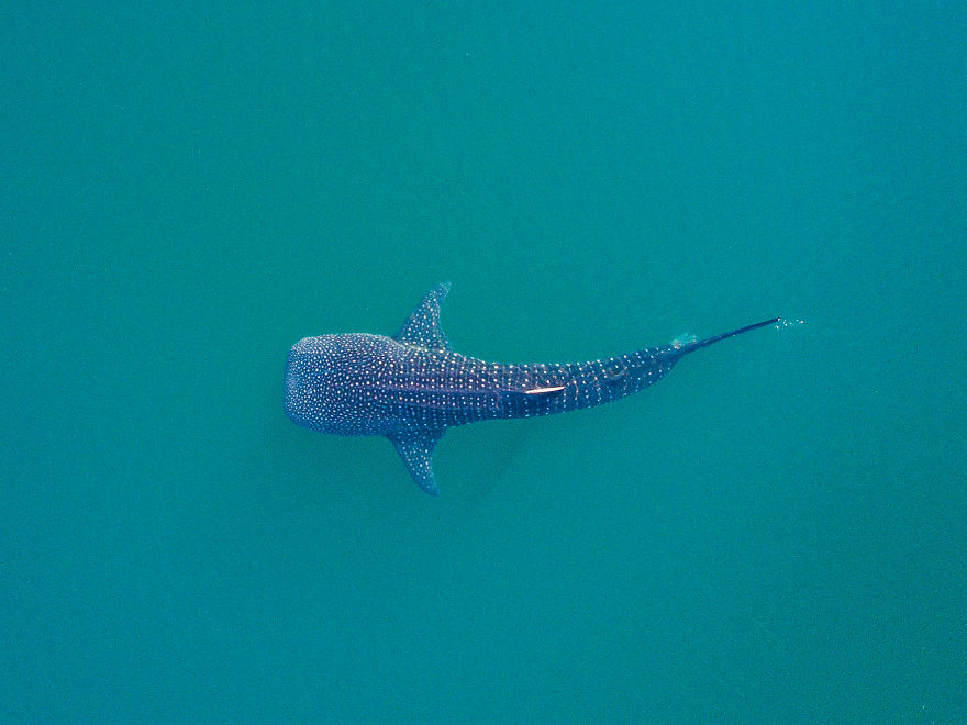 Crossed Off A Bucket List: Swimming With Whale Sharks