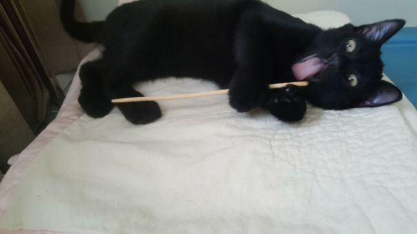 My Middle Name Is Valentine, And I Rescued This Guy Cupid (the Shelter Gave Him That Name As He Was Found On Valentine's Day, My Birthday). Here He Is, Casting A Spell On My Exes... Lol