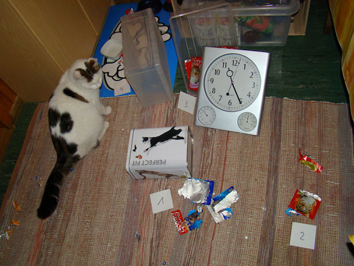 C.s.i. - Cat Scene Investigation