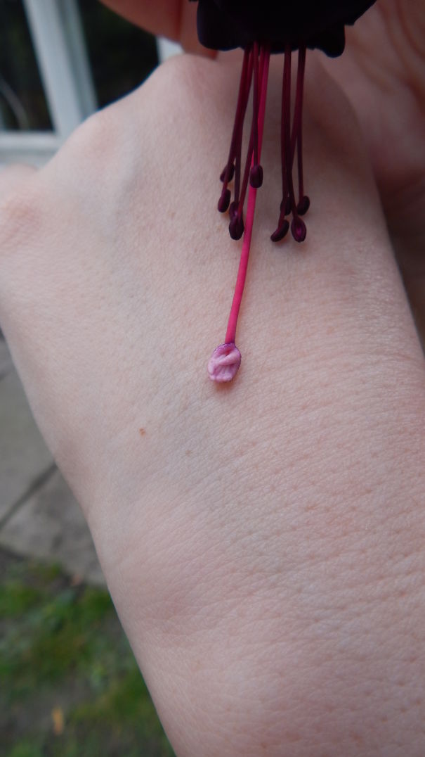 Tiny Hand Trying To Escape From The Phuxia Flower.