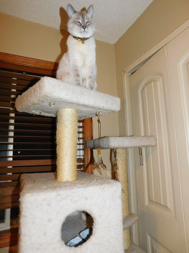 Surveying My Subjects.