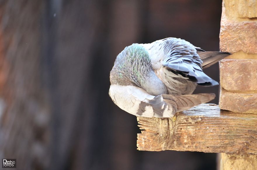 My Backyard Pigeons!