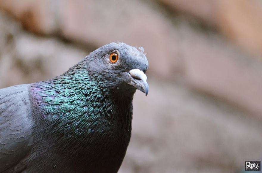 My Backyard Pigeons!