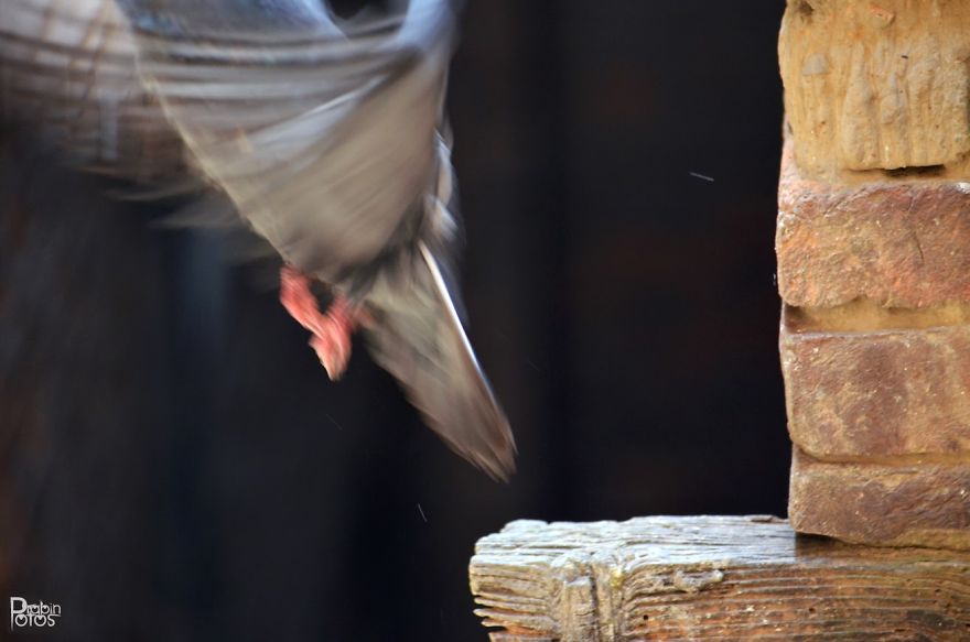 My Backyard Pigeons!