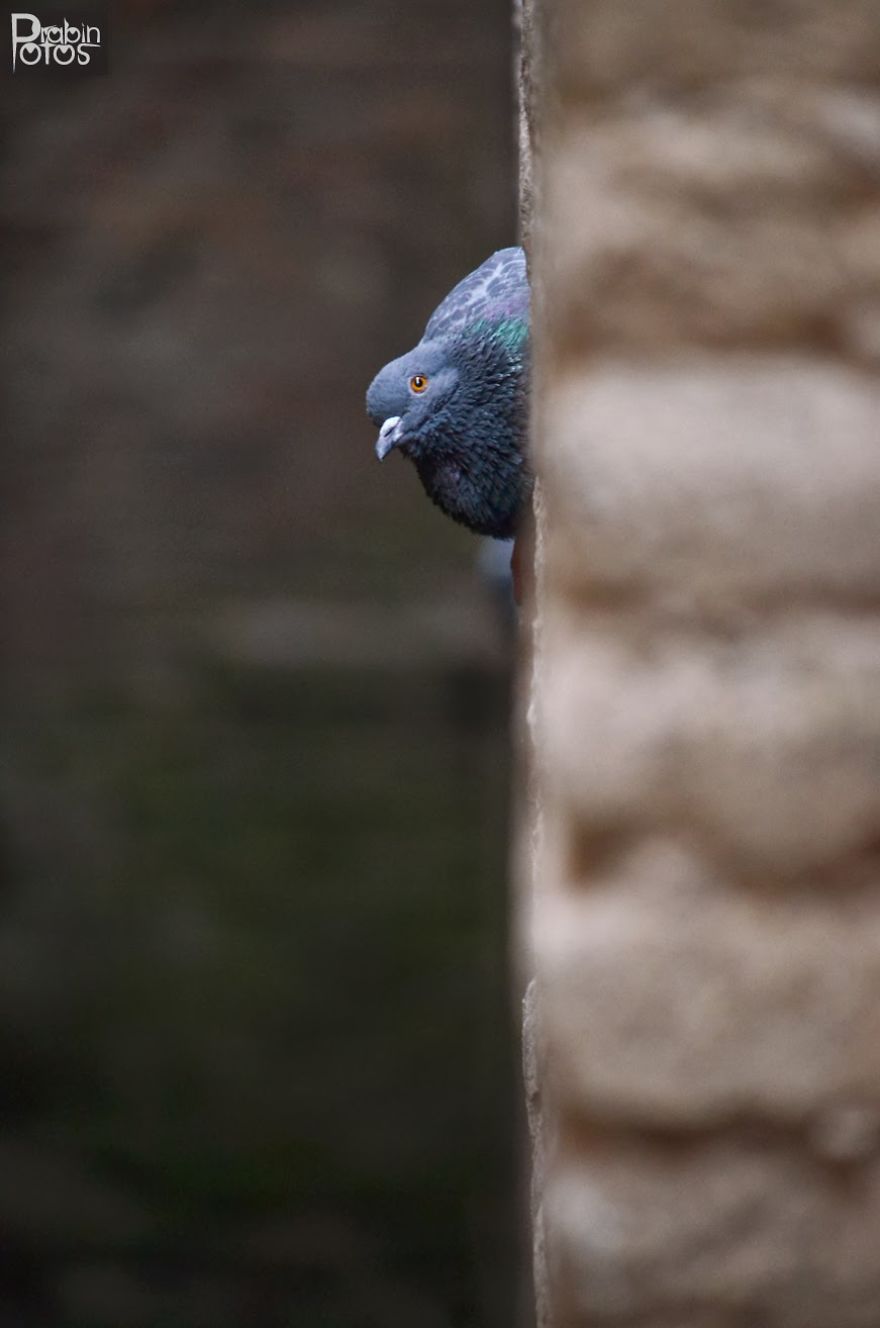 My Backyard Pigeons!