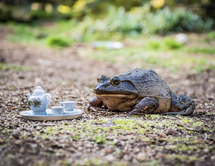 An Unusual Tea Party With My Forest Friends