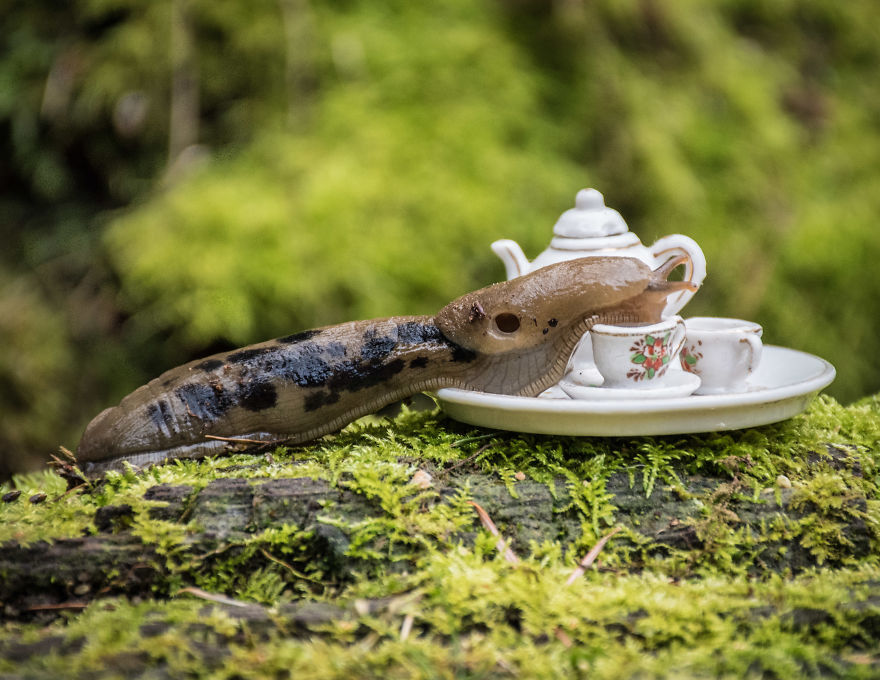 An Unusual Tea Party With My Forest Friends