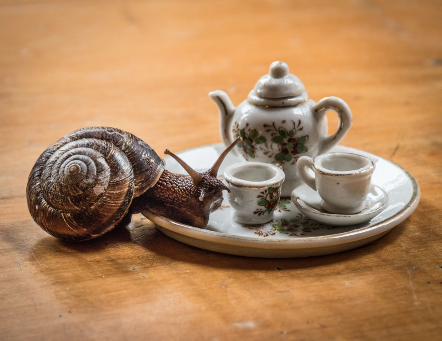 An Unusual Tea Party With My Forest Friends