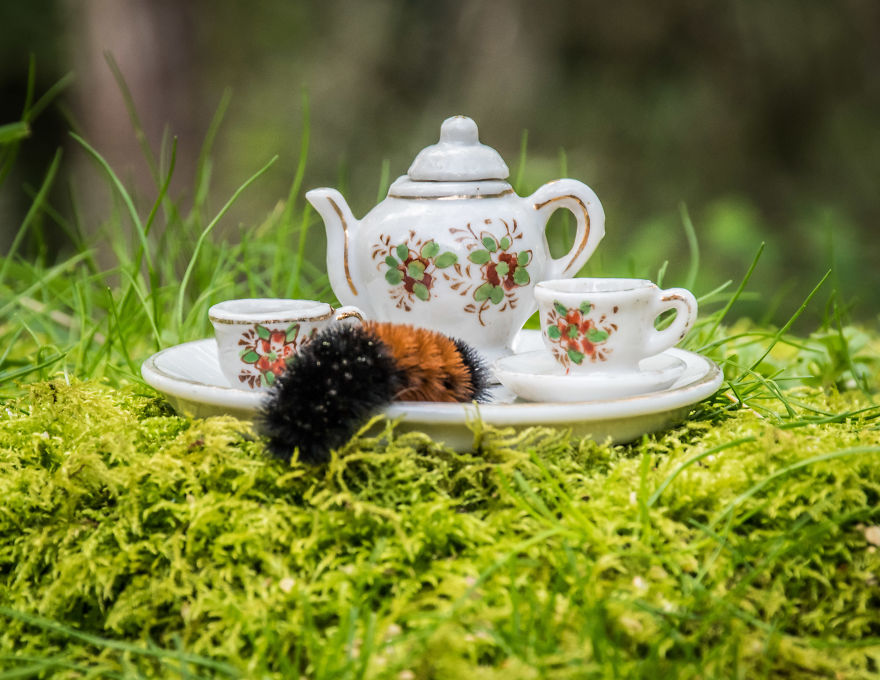 An Unusual Tea Party With My Forest Friends