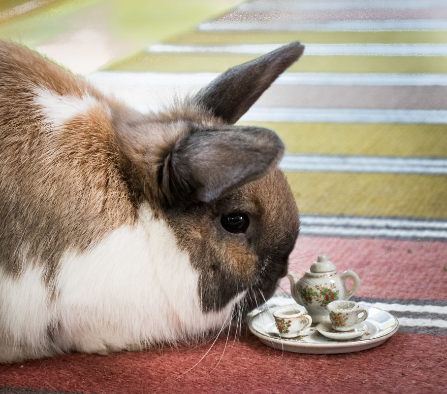 An Unusual Tea Party With My Forest Friends