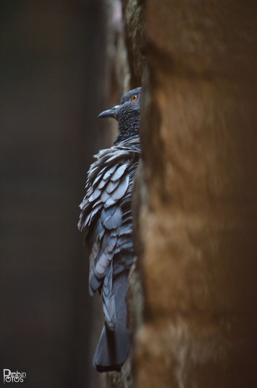 My Backyard Pigeons!