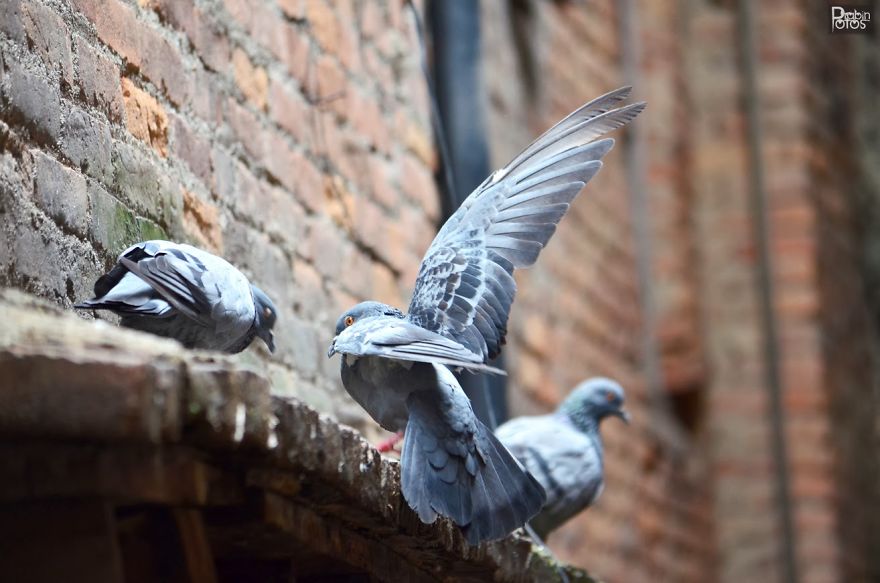 My Backyard Pigeons!