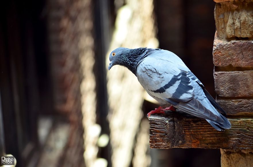 My Backyard Pigeons!