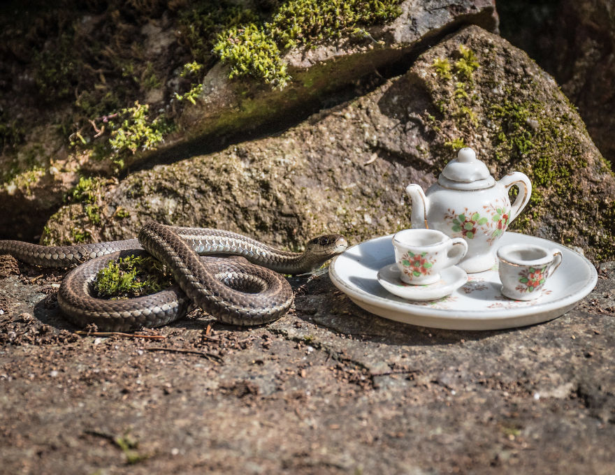 An Unusual Tea Party With My Forest Friends
