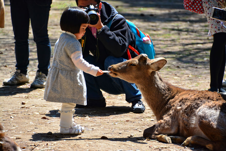 I Spent Two Weeks In Japan And I Fell In Love With This Country Where Past And Future Collide