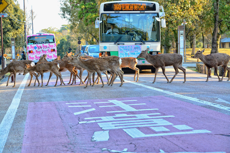 I Spent Two Weeks In Japan And I Fell In Love With This Country Where Past And Future Collide I Spent Two Weeks In Japan And I Fell In Love With This Country Where Past And Future Collide