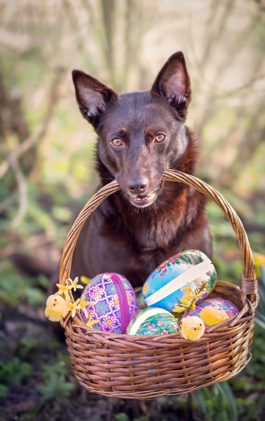 Easterphotos Kelpie Style!