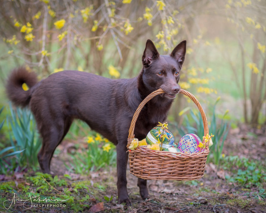 Easterphotos Kelpie Style!
