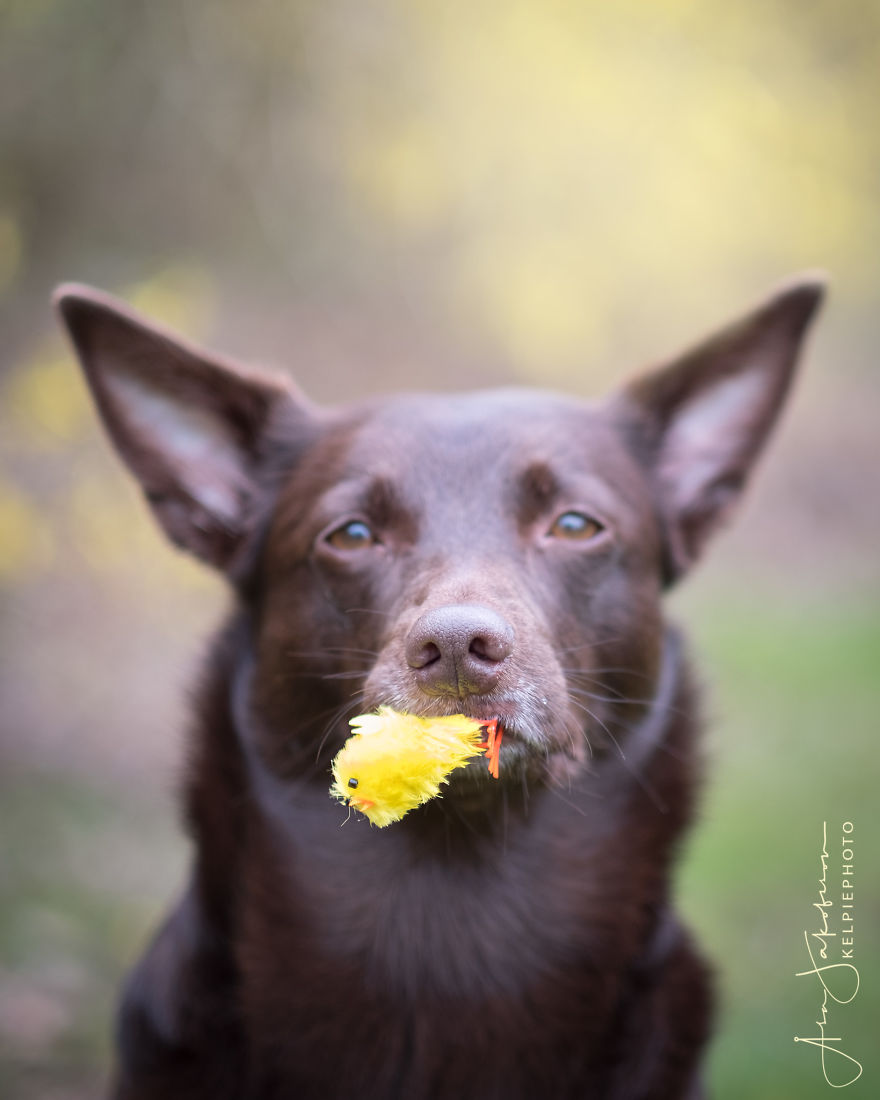 Easterphotos Kelpie Style!