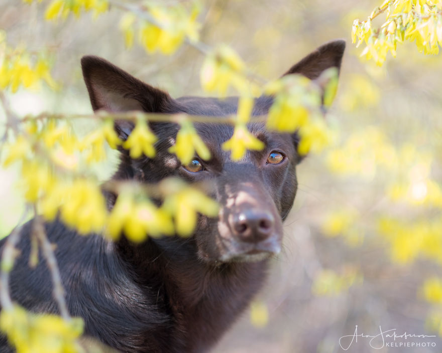 Easterphotos Kelpie Style!