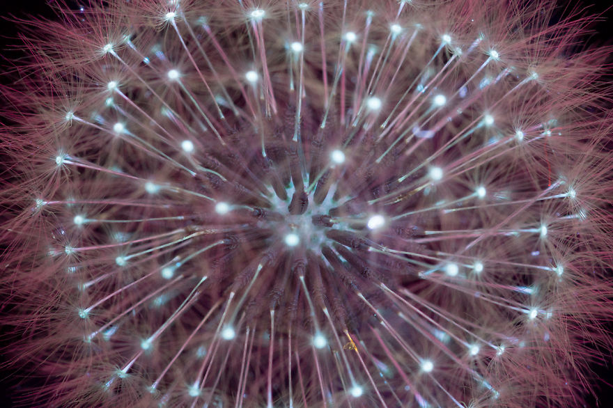 I Make Flowers Glow To Photograph Their Invisible Light