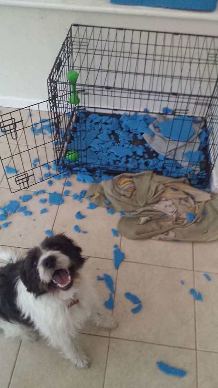 Gave My Puppy Wilson My Brothers Old Camping Mat For His Crate. He Decided It Was Quite Tasty And He's So Very Proud Of His Handiwork!!