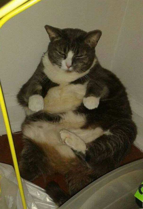 Giving Up Cause She Couldn't Lick Her Tummy.