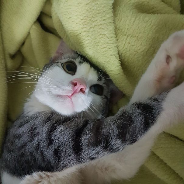 When I Told My Cat That I Forget To Buy His Treat