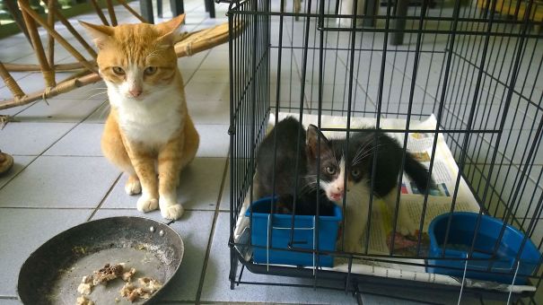 Introducing Big Bro Mamau To The Newly Adopted Lil Bros.