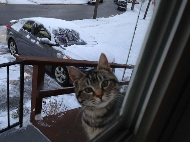 When The Stray Cat Decides She Doesn't Like The Weather Conditions.