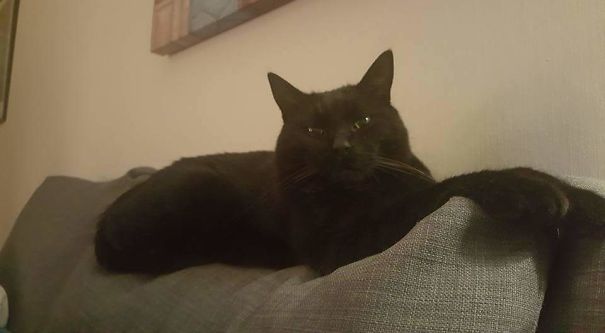 I Think My Cat Is Plotting How To Take Over The Universe....