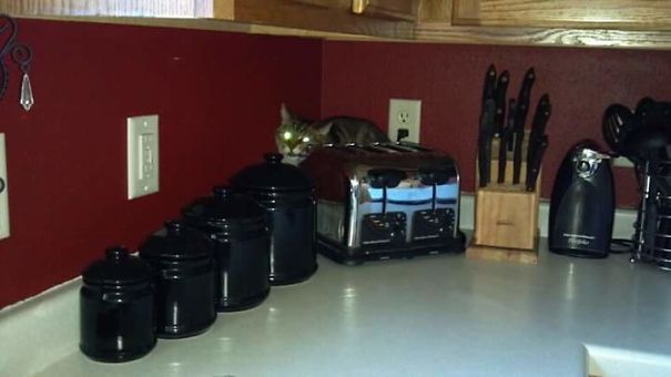 When We Got A New Puppy, The Cat Went Incognito.