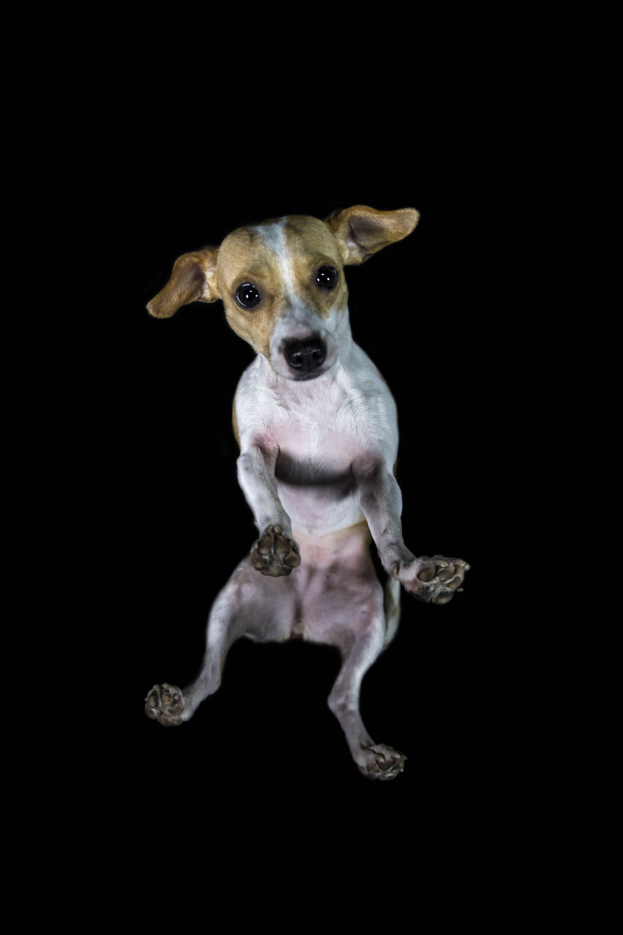 The Underdogs Project!