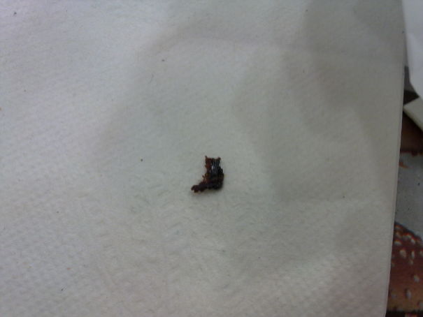 This Breadcrumb Is A Cat