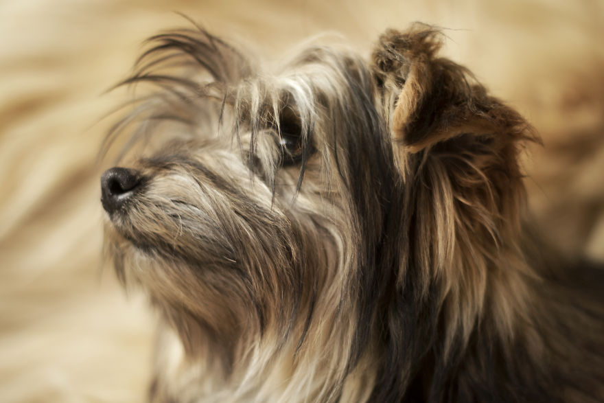 I Photograph Homeless Dogs To Find Their New Homes