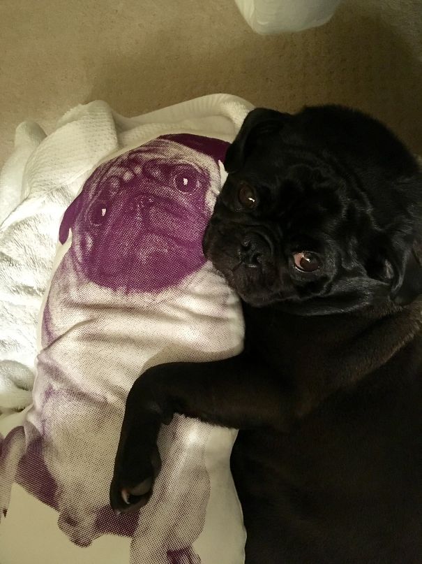 He Cuddles With His Bff Every Night..