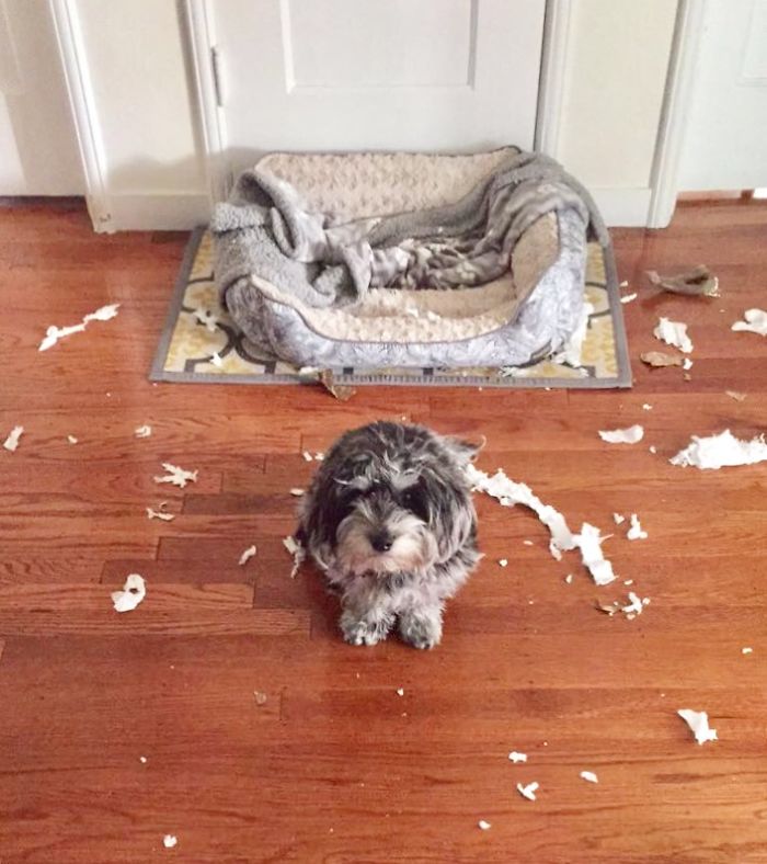 Rocket Found The Toilet Paper