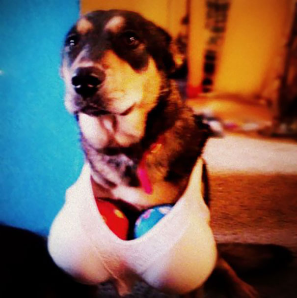 Perhaps The Children Aren't Mature Enough To Have A Dog