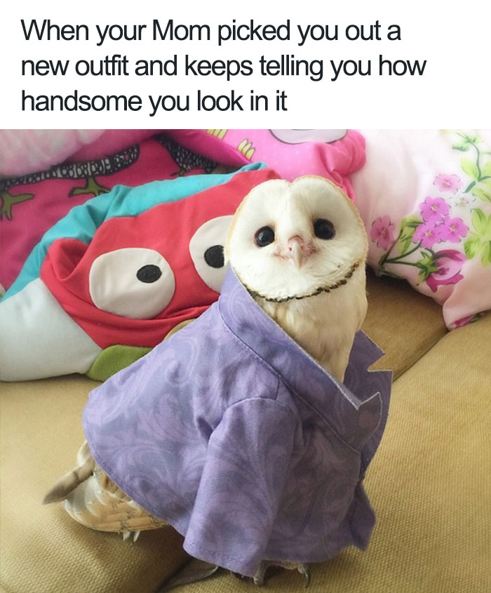 Cute owl wearing a purple shirt, sitting on a sofa, creating a happy animal meme atmosphere.