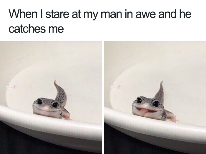 Cute happy animal meme showing a smiling lizard peeking over a white edge, with text about admiration.